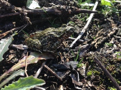 Pelodytes atlanticus