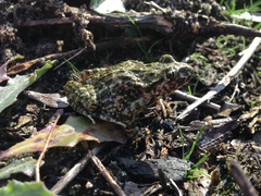 Pelodytes atlanticus