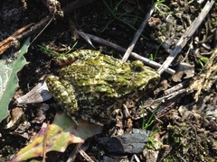 Pelodytes atlanticus