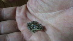 Pelodytes atlanticus