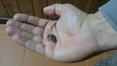 Pelodytes atlanticus