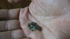 Pelodytes atlanticus