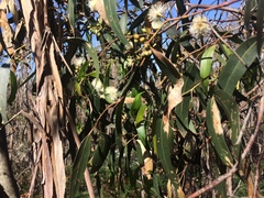 Eucalyptus viminalis pryoriana