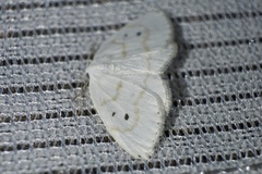 Ditrigona virgo