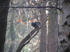 Sciurus carolinensis