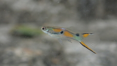 Poecilia wingei