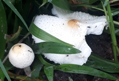 Fungi