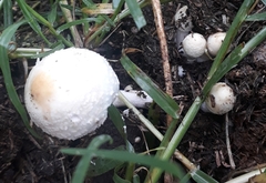 Fungi