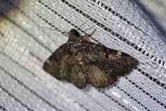 Diomea cremata