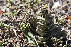 Crassula capitella capitella