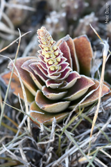 Crassula capitella capitella