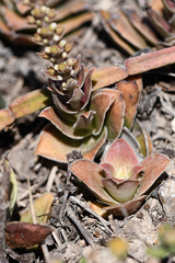 Crassula capitella capitella