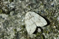 Neachrostia bipuncta