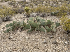 Opuntia arizonica