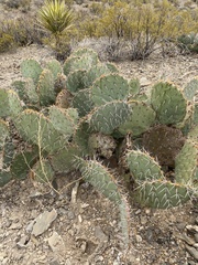 Opuntia arizonica