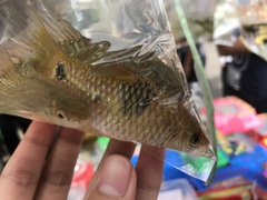 Osteochilus vittatus