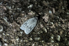 Scythropiodes leucostola