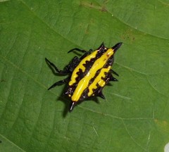 Gasteracantha panisicca