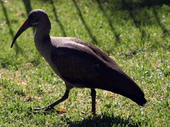 Bostrychia hagedash hagedash