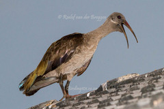 Bostrychia hagedash hagedash