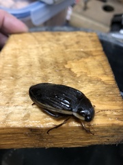 Dytiscus dimidiatus
