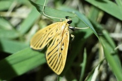 Tyspanodes striatus