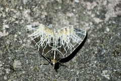 Evecliptopera illitata