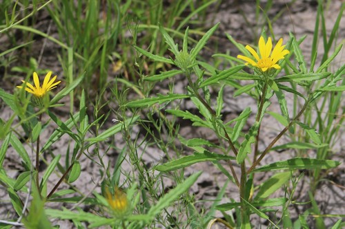 Roessleria gorterioides subsp. gorterioides image