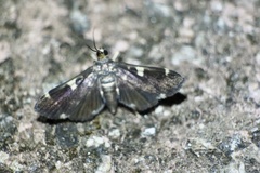 Piletocera aegimiusalis