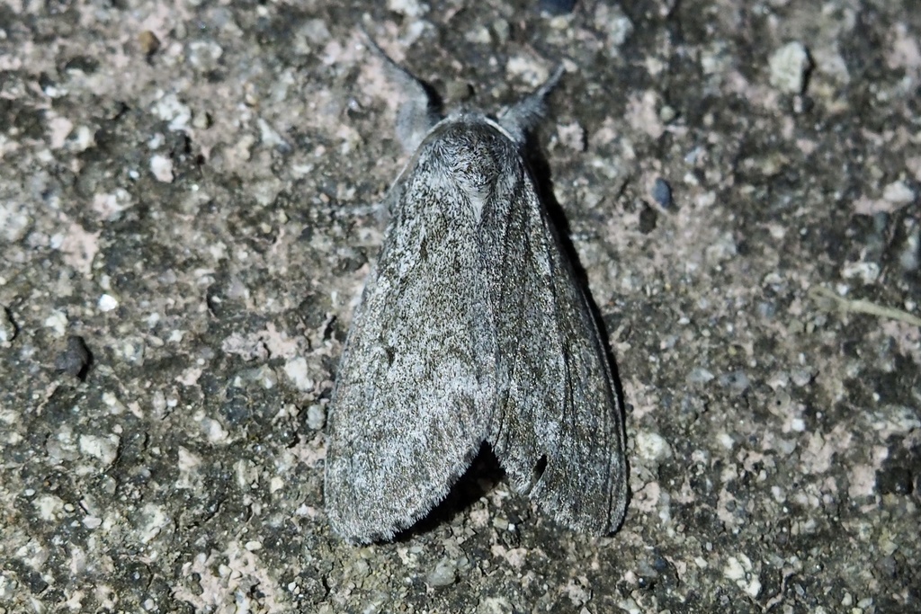 Calliteara abietis