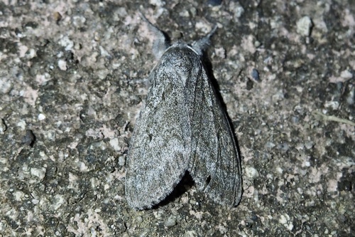 Calliteara abietis