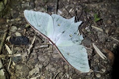 Actias aliena