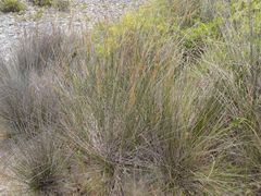 Juncus maritimus