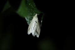 Hypenomorpha calamina