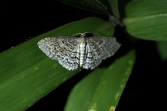 Hydrelia nisaria