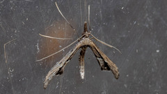 Tineodes adactylalis