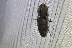 Cryptalaus larvatus pini