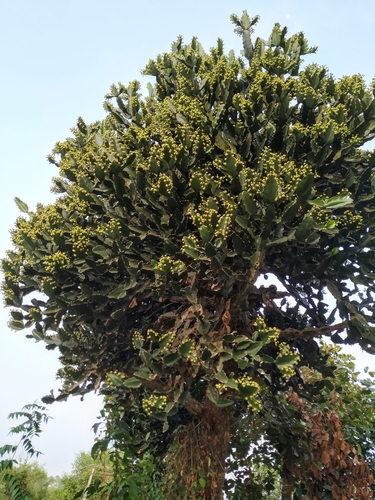 Image of Euphorbia antiquorum by (c) sunnyjosef, some rights reserved (CC BY)