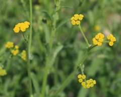 Nidorella resedifolia