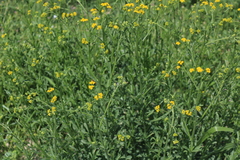 Nidorella resedifolia