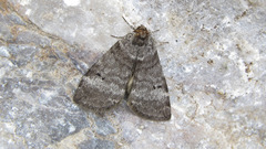 Ochropacha duplaris