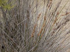 Juncus maritimus