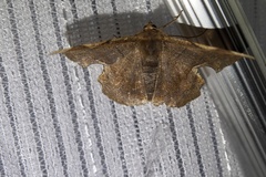 Fascellina chromataria