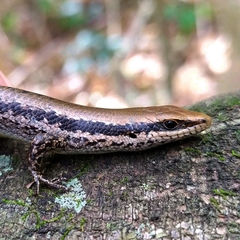 Notomabuya frenata