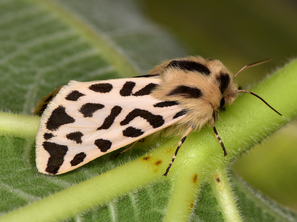 Cymbalophora rivularis