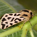 Cymbalophora rivularis - Photo (c) Paolo Mazzei, some rights reserved (CC BY-NC), uploaded by Paolo Mazzei