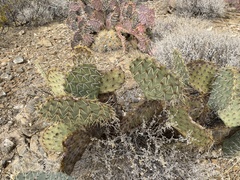 Opuntia arizonica