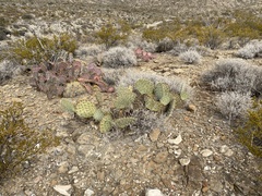 Opuntia arizonica