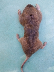 Geomys breviceps