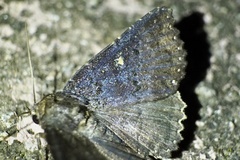 Hypersypnoides submarginata